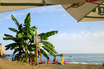 So kann man den Urlaub in Andalusien auch verbringen - faul am Strand in der Sonne unter dem Sonnenschirm liegen die Bananenstauden im Blick oder wie beim nächsten Bild das ich bei einer Besichtigung gemacht habe. Das macht Appetit auf Urlaub in Spanien.